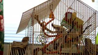 youtube-finches1
