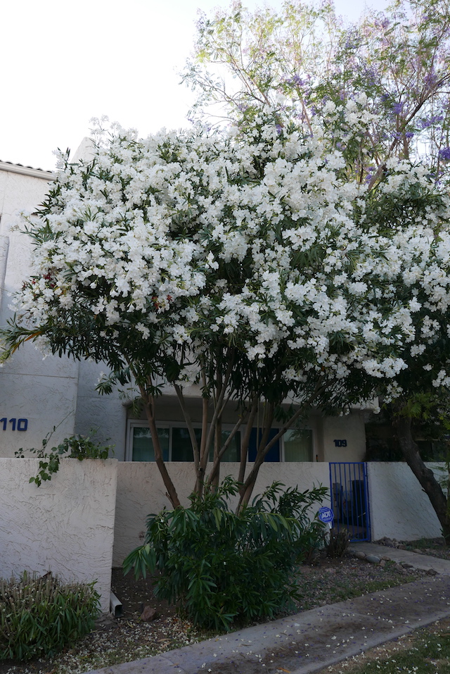 109oleandertree-after1