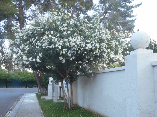landscape-after2
